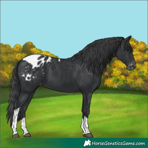 Horse Color:Black Tobiano Blanket