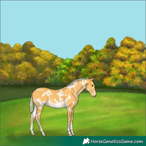 Horse Color:White Spotted Palomino 