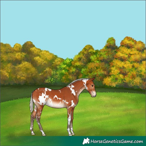 Horse Color:White Spotted Silver Bay 