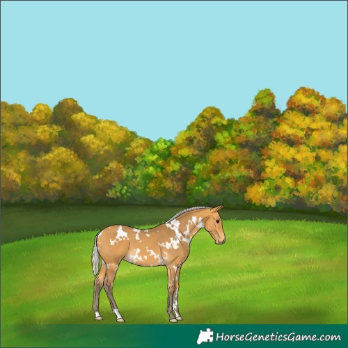 Horse Color:White Spotted Silver Buckskin 