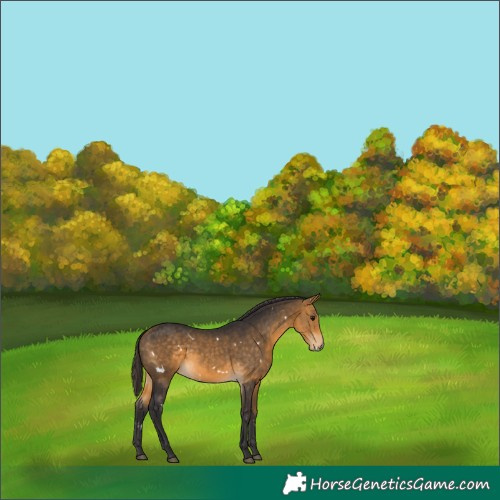 Horse Color:White Spotted Buckskin 