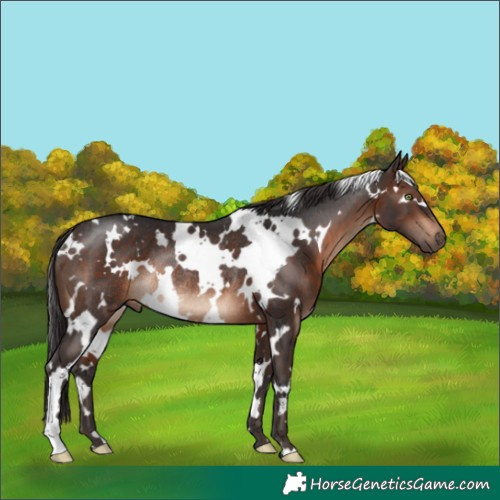 Horse Color:White Spotted Brown Rabicano