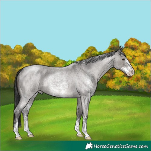 Horse Color:Grullo Roan Sabino Rabicano 