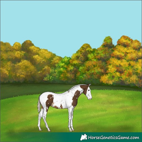 Horse Color:White Spotted Chocolate Palomino Splash Tobiano 