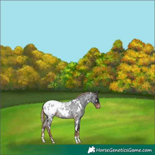 Horse Color:White Spotted Liver Red Roan Appaloosa 