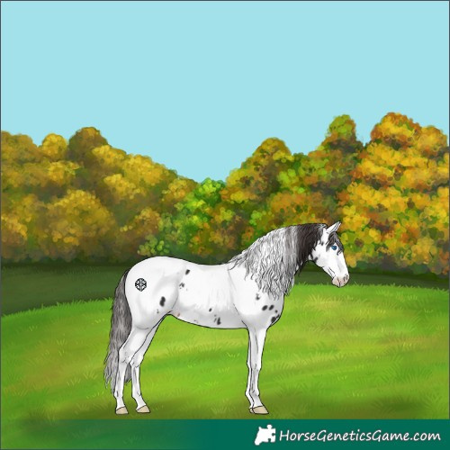 Horse Color:White Spotted Liver Chestnut Splash Tobiano Appaloosa 