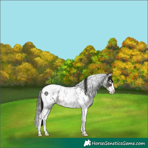 Horse Color:Liver Red Roan Splash Tobiano Appaloosa 