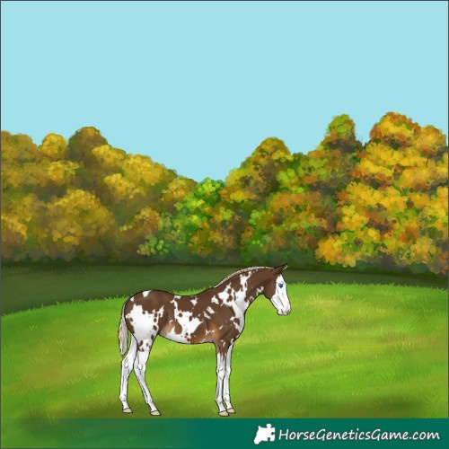 Horse Color:White Spotted Chocolate Palomino Splash 