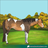Horse Color:Buckskin Tobiano