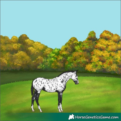 Horse Color:Black Near Leopard 