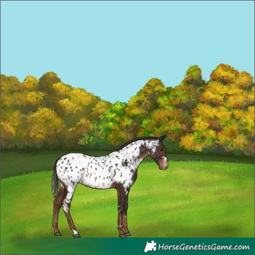Horse Color:White Spotted Liver Chestnut Near Leopard 