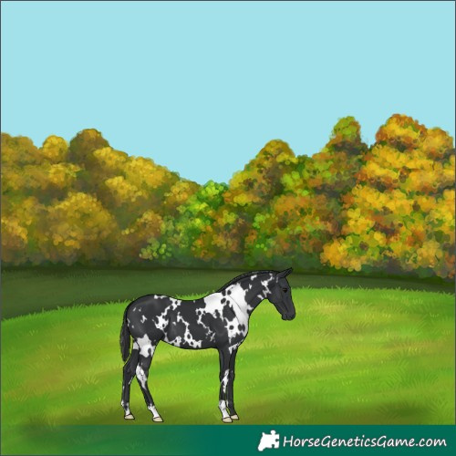 Horse Color:White Spotted Black 