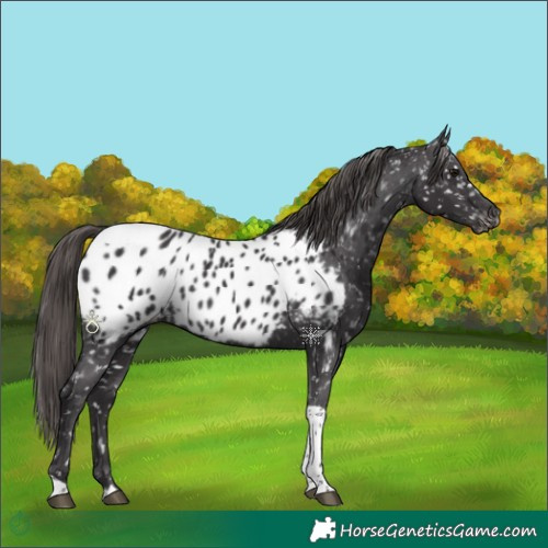 Horse Color:Smoky Black Tobiano Appaloosa 
