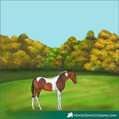 Horse Color:Bay Tobiano 