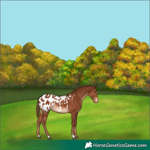 Horse Color:Chestnut Appaloosa 