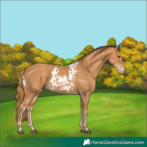 Horse Color:Chestnut Appaloosa  and Chestnut Appaloosa 