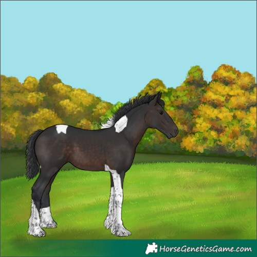 Horse Color:Brown Tobiano 