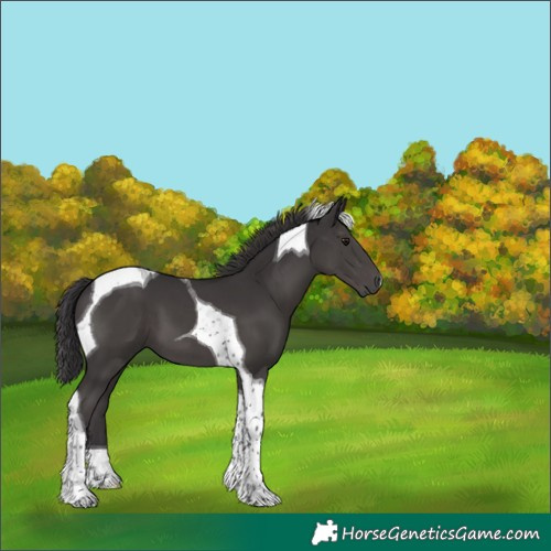 Horse Color:Smoky Black Tobiano 