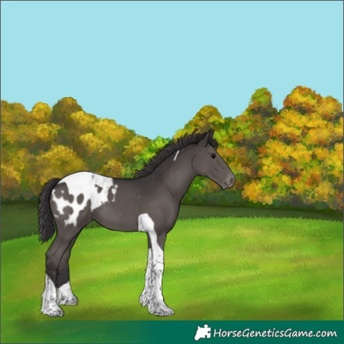 Horse Color:Smoky Black Tobiano Blanket 