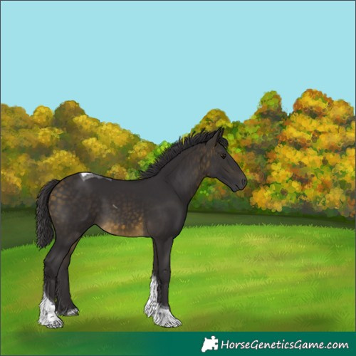 Horse Color:Buckskin Tobiano