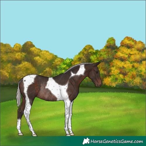 Horse Color:Silver Brown Tobiano Rabicano 