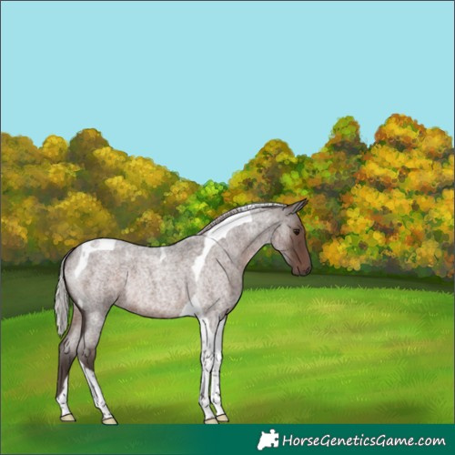Horse Color:Silver Blue Roan Tobiano Rabicano 