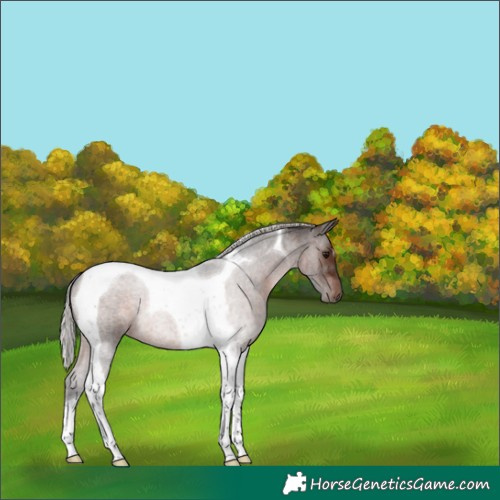 Horse Color:Silver Brown Roan Tobiano 