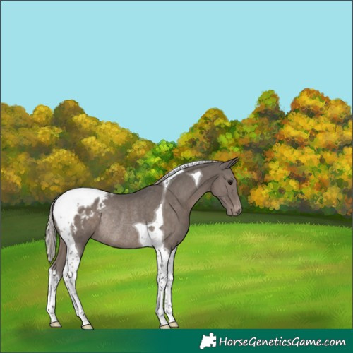 Horse Color:Silver Black Tobiano Blanket Rabicano 