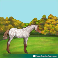 Horse Color:Red Roan Near Leopard 