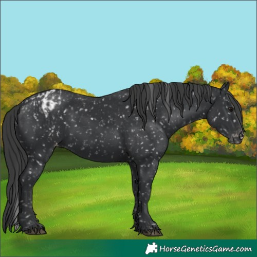 Horse Color:Black Appaloosa  and Black Appaloosa 