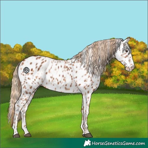 Horse Color:Chestnut Appaloosa  and Gray Chestnut Appaloosa 