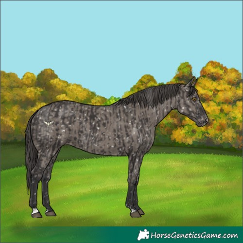 Horse Color:Smoky Black Snowflake Varnish  and Grullo Snowflake Varnish 