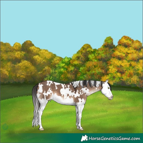 Horse Color:White Spotted Brown Dun Splash 