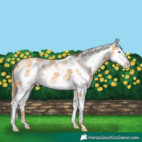Horse Color:Gold Champagne Sabino Splash