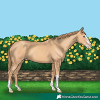 Horse Color:Gold Champagne Sabino Splash 