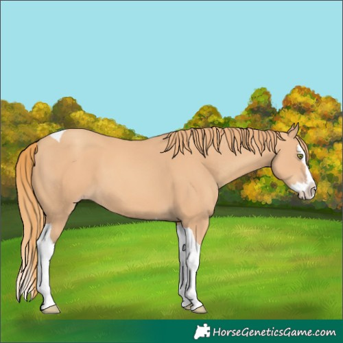 Horse Color:Gold Champagne Splash Tobiano