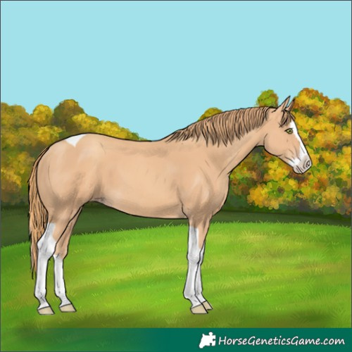 Horse Color:Gold Champagne Splash Tobiano