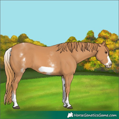 Horse Color:White Spotted Chestnut Frame 