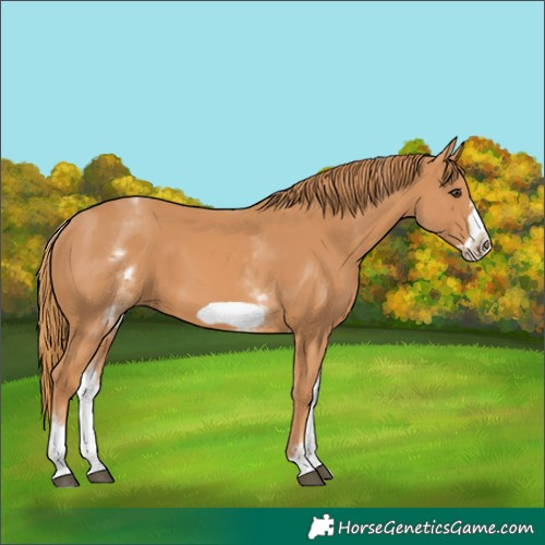 Horse Color:White Spotted Chestnut Frame 