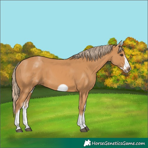 Horse Color:White Spotted Chestnut Frame