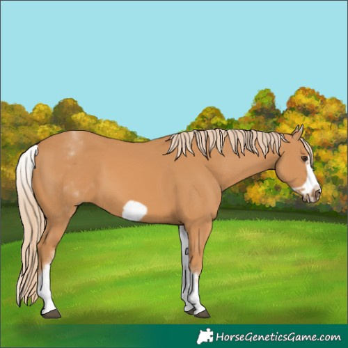Horse Color:White Spotted Chestnut Frame 
