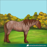 Horse Color:Red Roan 