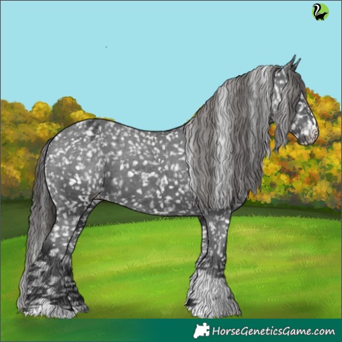 Horse Color:Black Appaloosa and Black Appaloosa