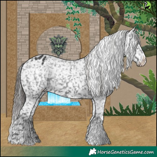 Horse Color:Black Appaloosa and Black Appaloosa