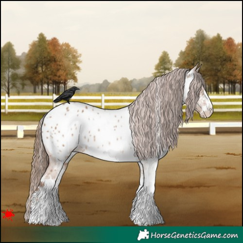 Horse Color:White Spotted Red Dun Appaloosa 
