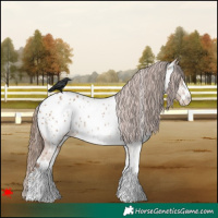 Horse Color:White Spotted Red Dun Appaloosa 