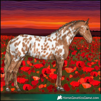 Horse Color:Chestnut Near Leopard and Chestnut Near Leopard