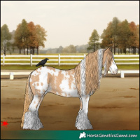 Horse Color:White Spotted Chestnut Sabino