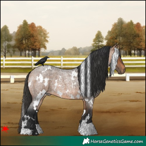 Horse Color:White Spotted Bay Roan 