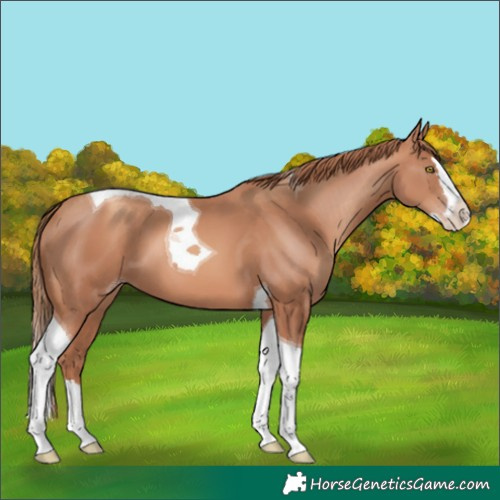 Horse Color:Gold Champagne Splash Tobiano 